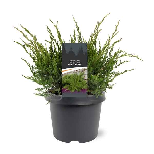 Горшечные цветы и растения оптом Juniperus Pfit Mint Julep от 1шт из Голландии с доставкой по России