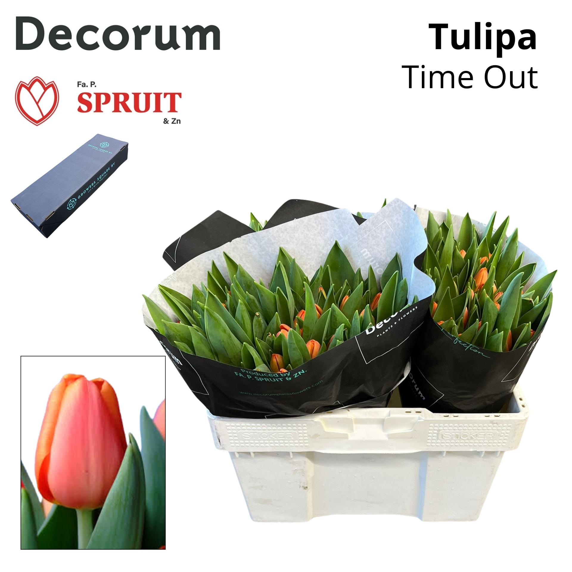Срезанные цветы оптом Tulipa si time out от 200шт из Голландии с доставкой по России
