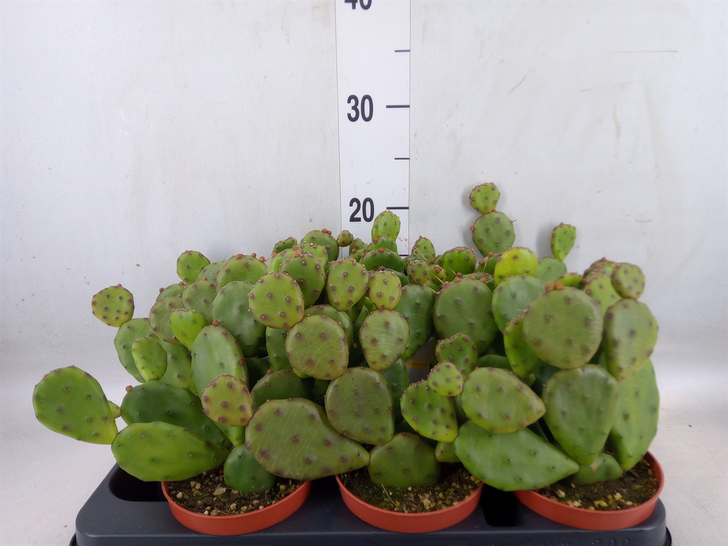 Горшечные цветы и растения оптом Opuntia Humifusa от 9шт из Голландии с доставкой по России