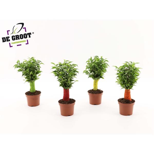 Горшечные цветы и растения оптом Ficus Be Jute Stem Colour Stem от 10шт из Голландии с доставкой по России