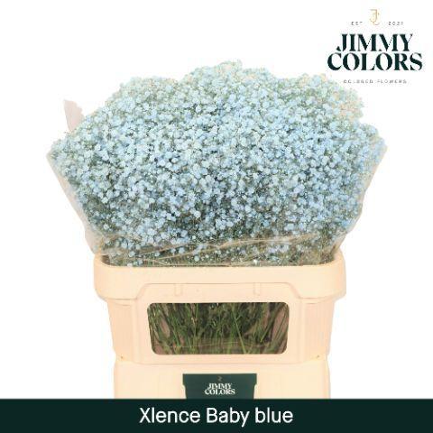 Срезанные цветы оптом Gyps large paint blue light от 50шт из Голландии с доставкой по России