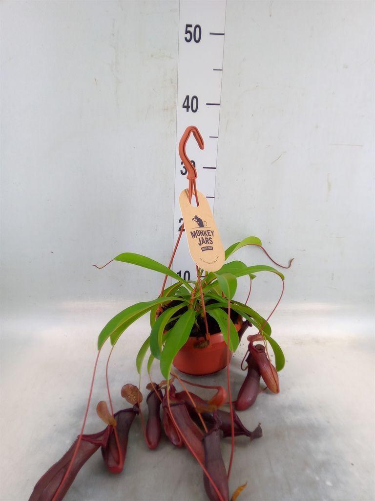 Горшечные цветы и растения оптом Nepenthes    ... от 1шт из Голландии с доставкой по России