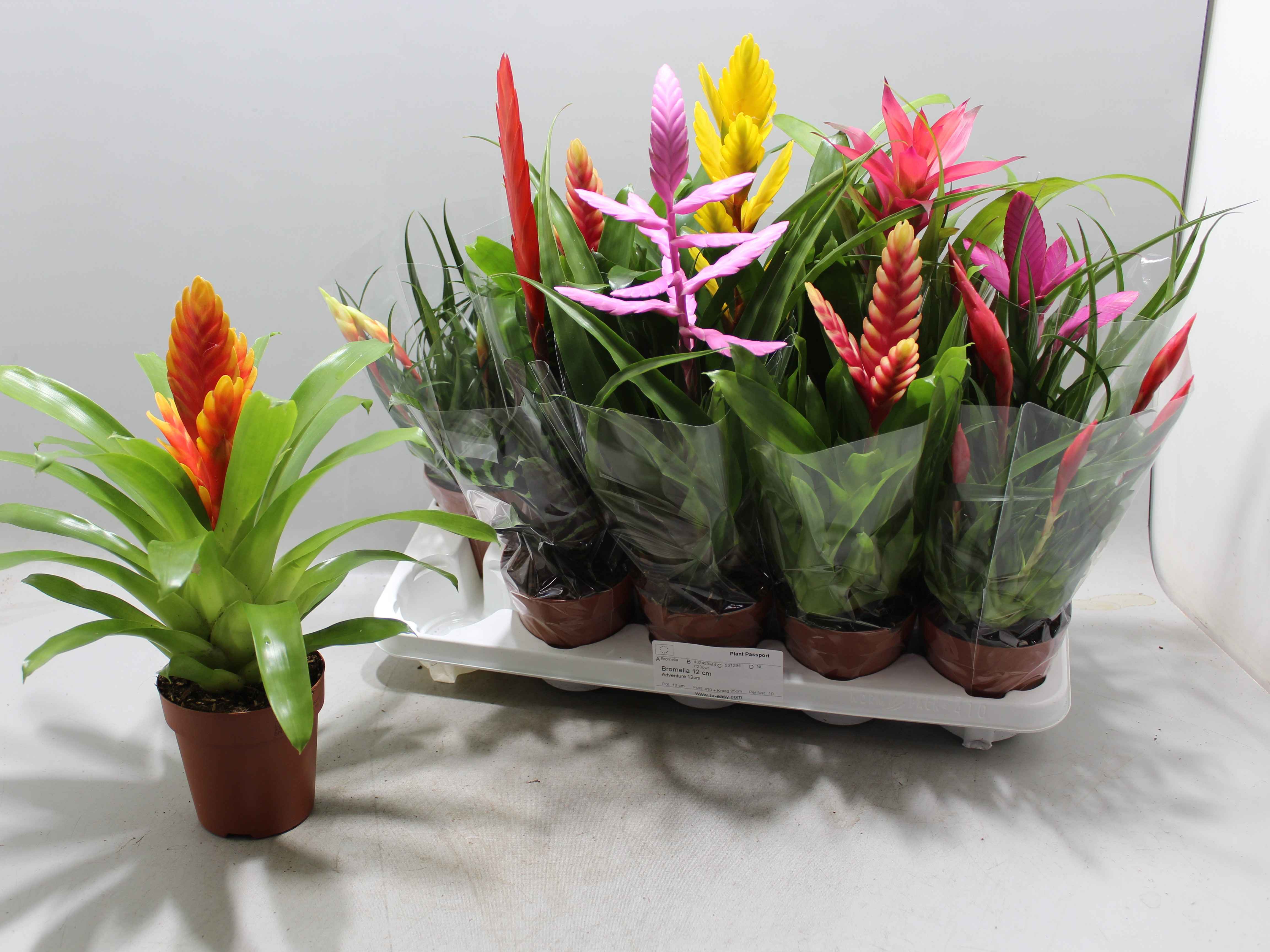 Горшечные цветы и растения оптом Bromelia Gem 10 Srt от 10шт из Голландии с доставкой по России