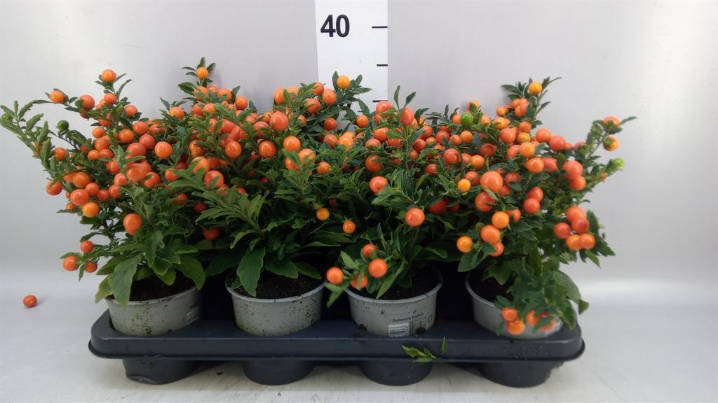 Горшечные цветы и растения оптом Solanum Pseudocapsicum bartoli от 8шт из Голландии с доставкой по России