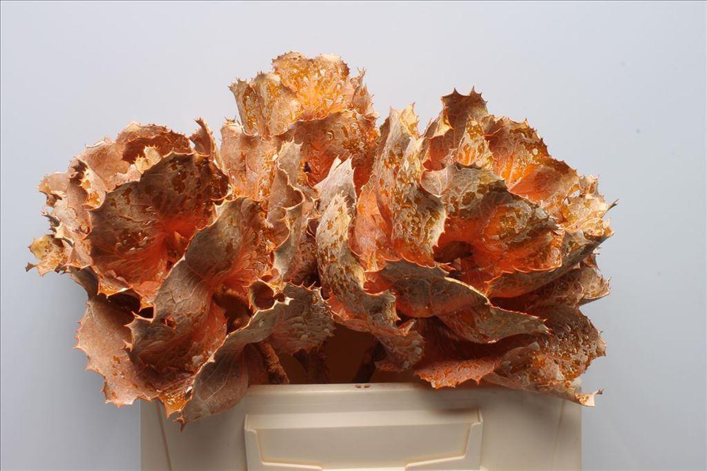 Срезанные цветы оптом Protea paint orange frosted от 5шт из Голландии с доставкой по России
