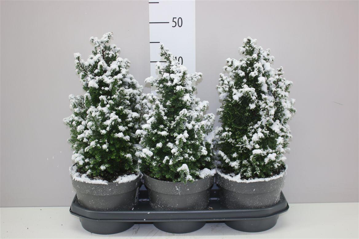 Горшечные цветы и растения оптом Chamaecyparis Th Top Point Snow от 3шт из Голландии с доставкой по России