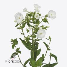 Срезанные цветы оптом Phlox snowy от 50шт из Голландии с доставкой по России