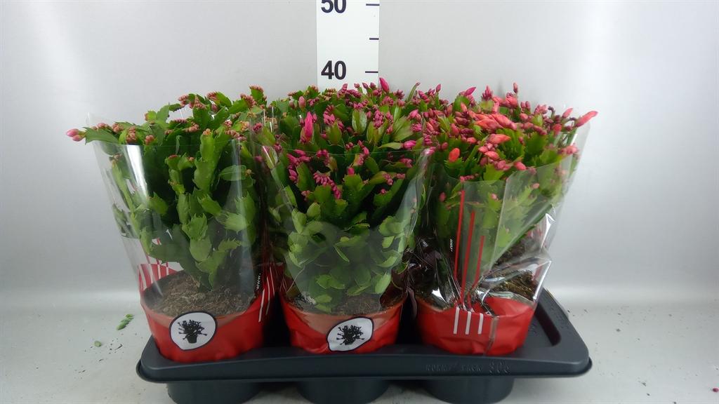 Горшечные цветы и растения оптом Schlumbergera ... от 6шт из Голландии с доставкой по России