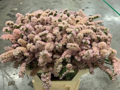 Срезанные цветы оптом Statice Apricot от 50шт из Голландии с доставкой по России