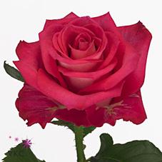 Срезанные цветы оптом Rosa large orchestra от 80шт из Голландии с доставкой по России