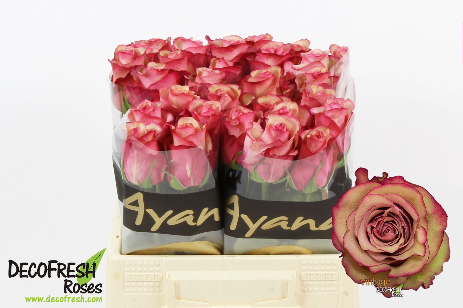 Срезанные цветы оптом Rosa large vintage от 40шт из Голландии с доставкой по России