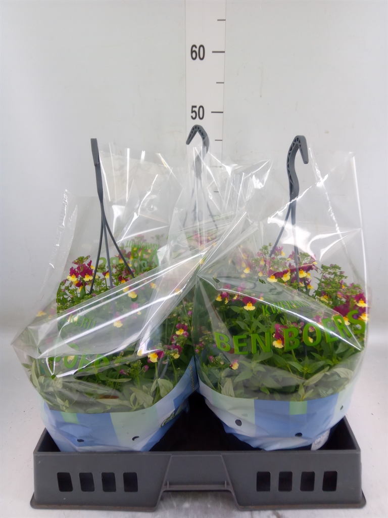 Горшечные цветы и растения оптом Nemesia   ... от 3шт из Голландии с доставкой по России