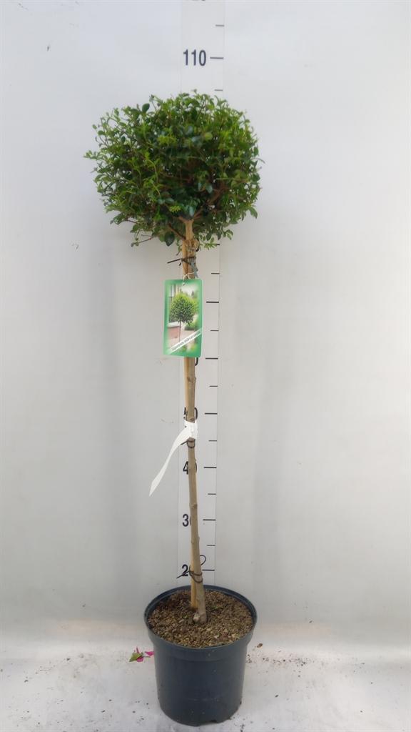 Горшечные цветы и растения оптом Ligustrum Delavayanum от 1шт из Голландии с доставкой по России