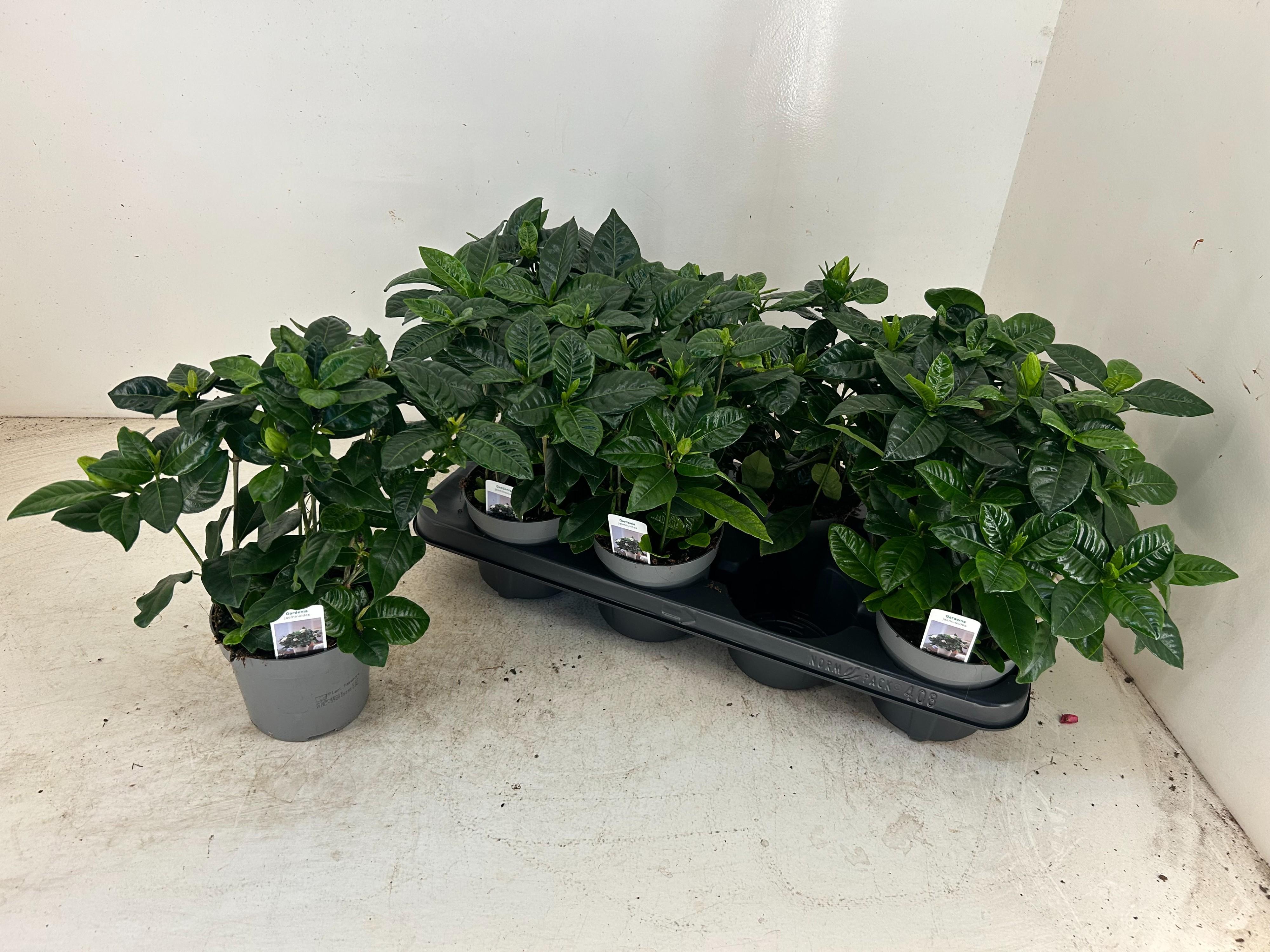 Горшечные цветы и растения оптом Gardenia Jasminoides от 8шт' из Голландии с доставкой по России