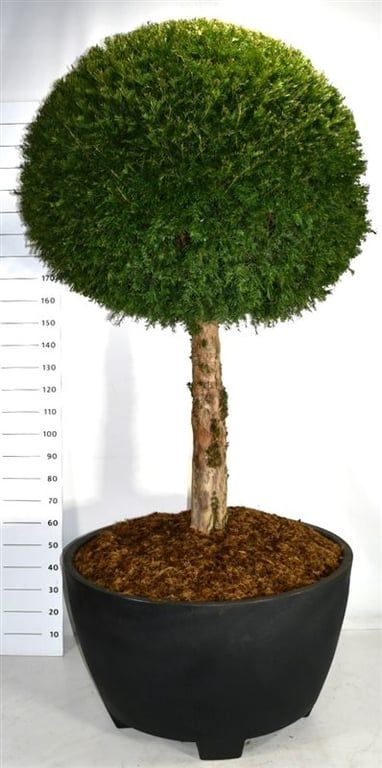 Горшечные цветы и растения оптом Taxus Baccata от 1шт из Голландии с доставкой по России