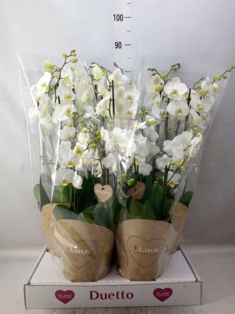 Горшечные цветы и растения оптом Phalaenopsis   ...white от 5шт из Голландии с доставкой по России