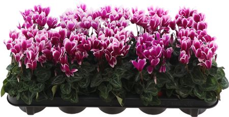 Горшечные цветы и растения оптом Cycl Kl Sup Fuji от 10шт (для телеги) из Голландии с доставкой по России