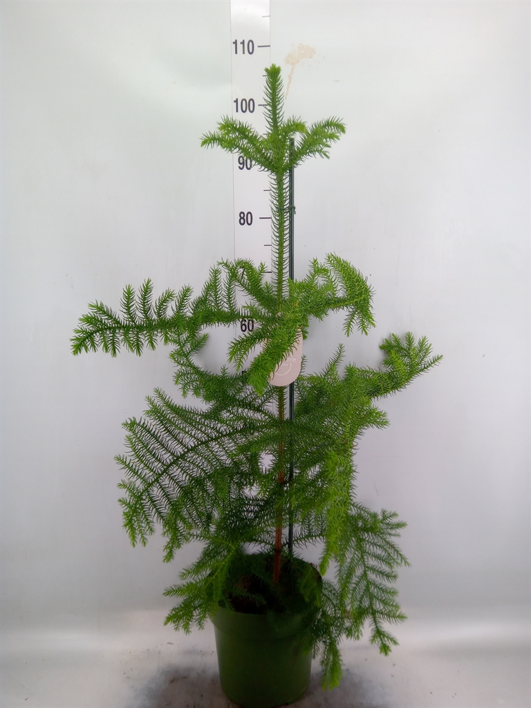 Горшечные цветы и растения оптом Araucaria 1pp от 1шт из Голландии с доставкой по России
