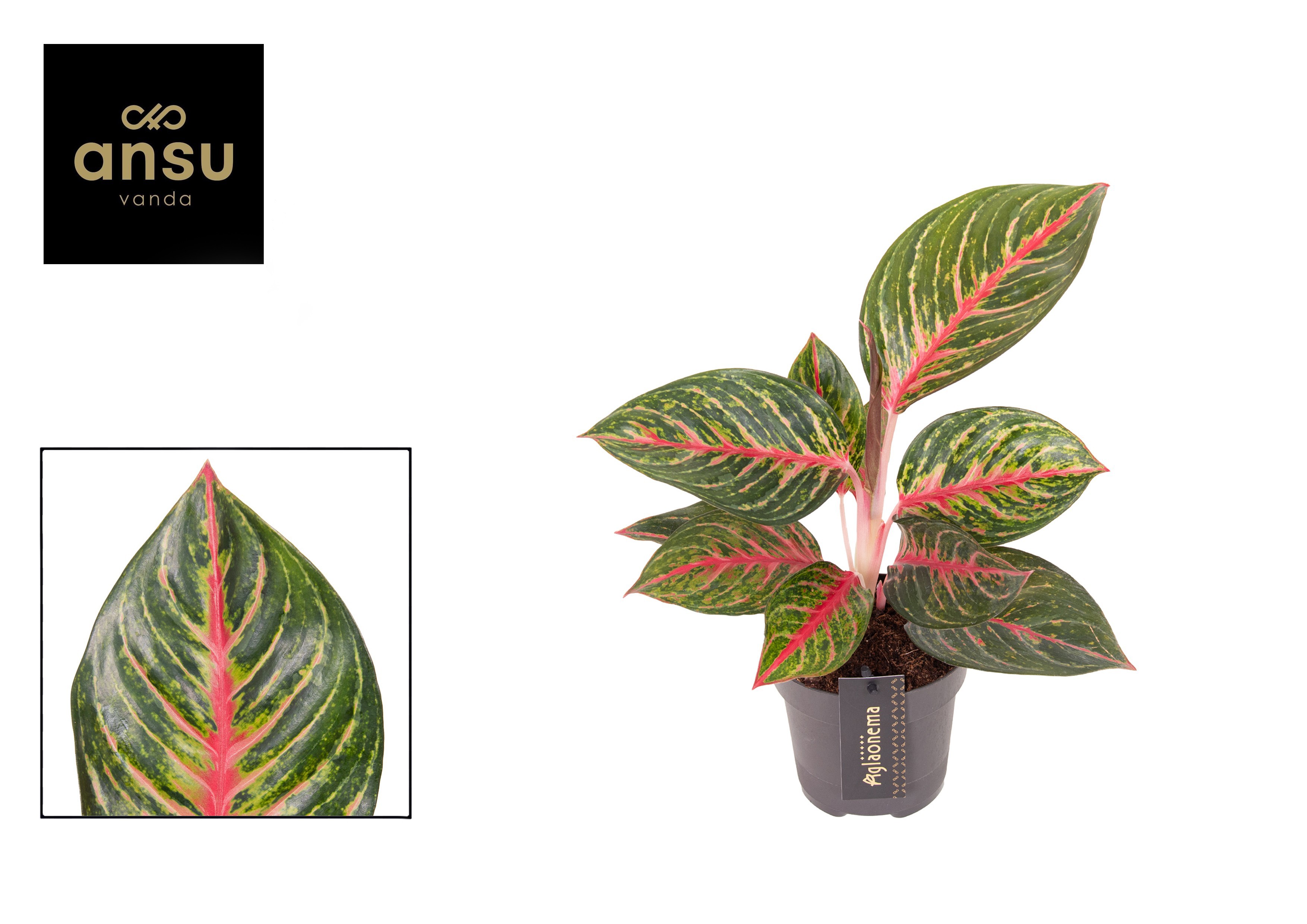 Горшечные цветы и растения оптом Aglaonema Olive Red от 6шт из Голландии с доставкой по России