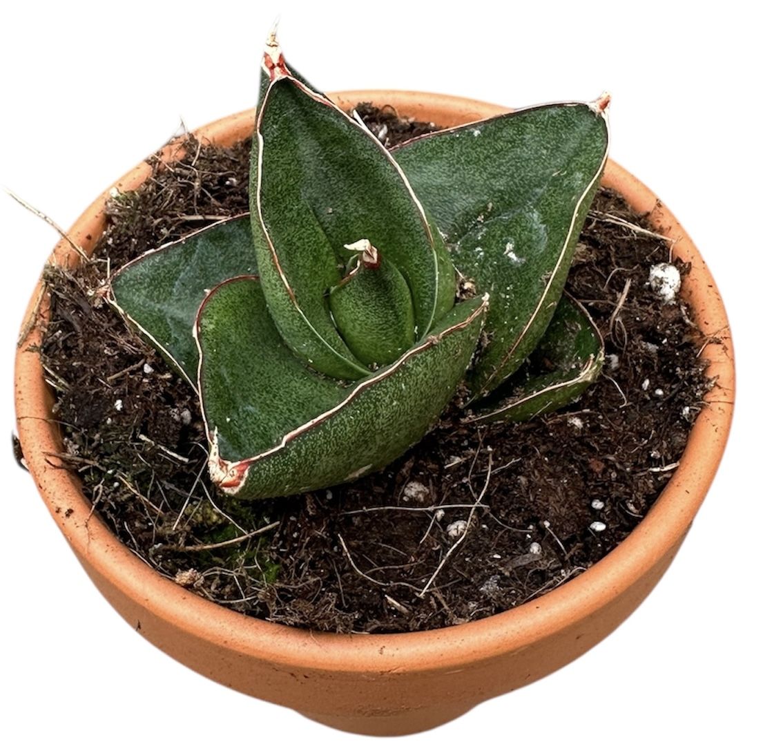 Горшечные цветы и растения оптом Sansevieria Opera House от 1шт (для телеги) из Голландии с доставкой по России