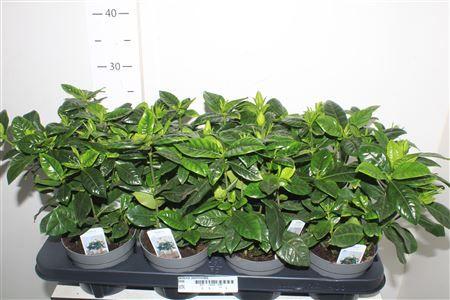 Горшечные цветы и растения оптом Gardenia Jasminoides от 8шт из Голландии с доставкой по России