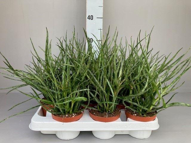 Горшечные цветы и растения оптом Aloe   ... от 9шт из Голландии с доставкой по России