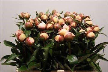 Срезанные цветы оптом Paeonia alertie от 50шт из Голландии с доставкой по России
