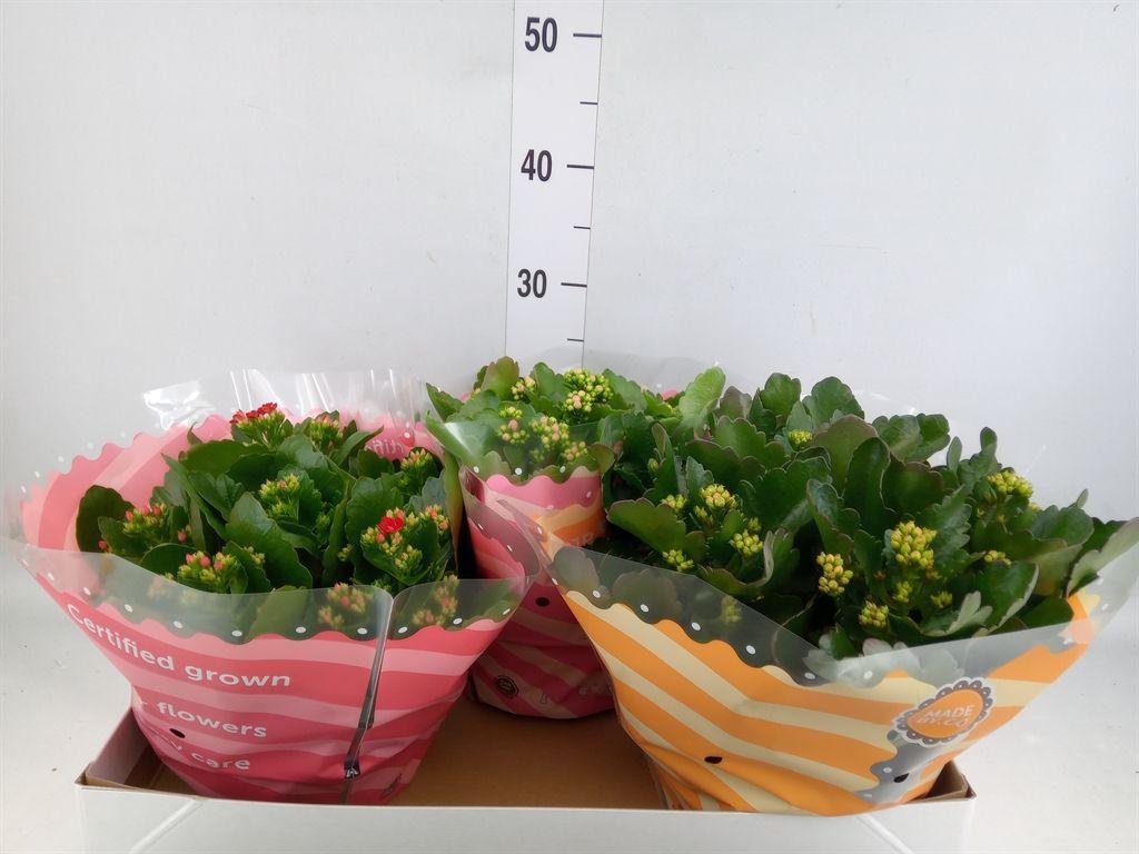 Горшечные цветы и растения оптом Kalanchoe Blos.   ..rosebud Mix  5 от 3шт из Голландии с доставкой по России