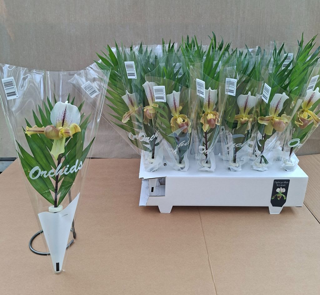 Срезанные цветы оптом Paphiopedilum leeanum от 30шт из Голландии с доставкой по России