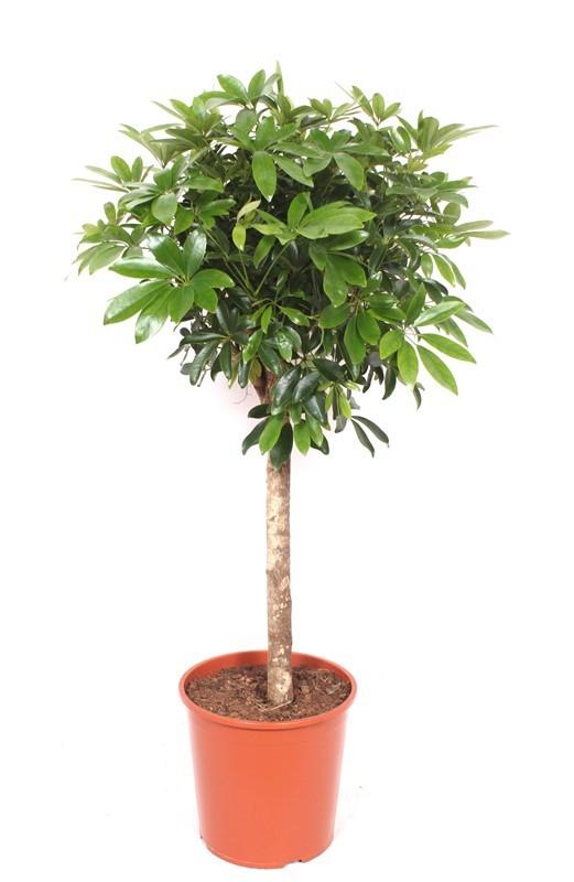 Горшечные цветы и растения оптом Schefflera Compacta On Stem от 1шт из Голландии с доставкой по России