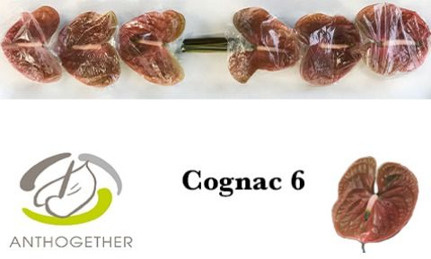 Срезанные цветы оптом Anthurium cognac от 6шт из Голландии с доставкой по России