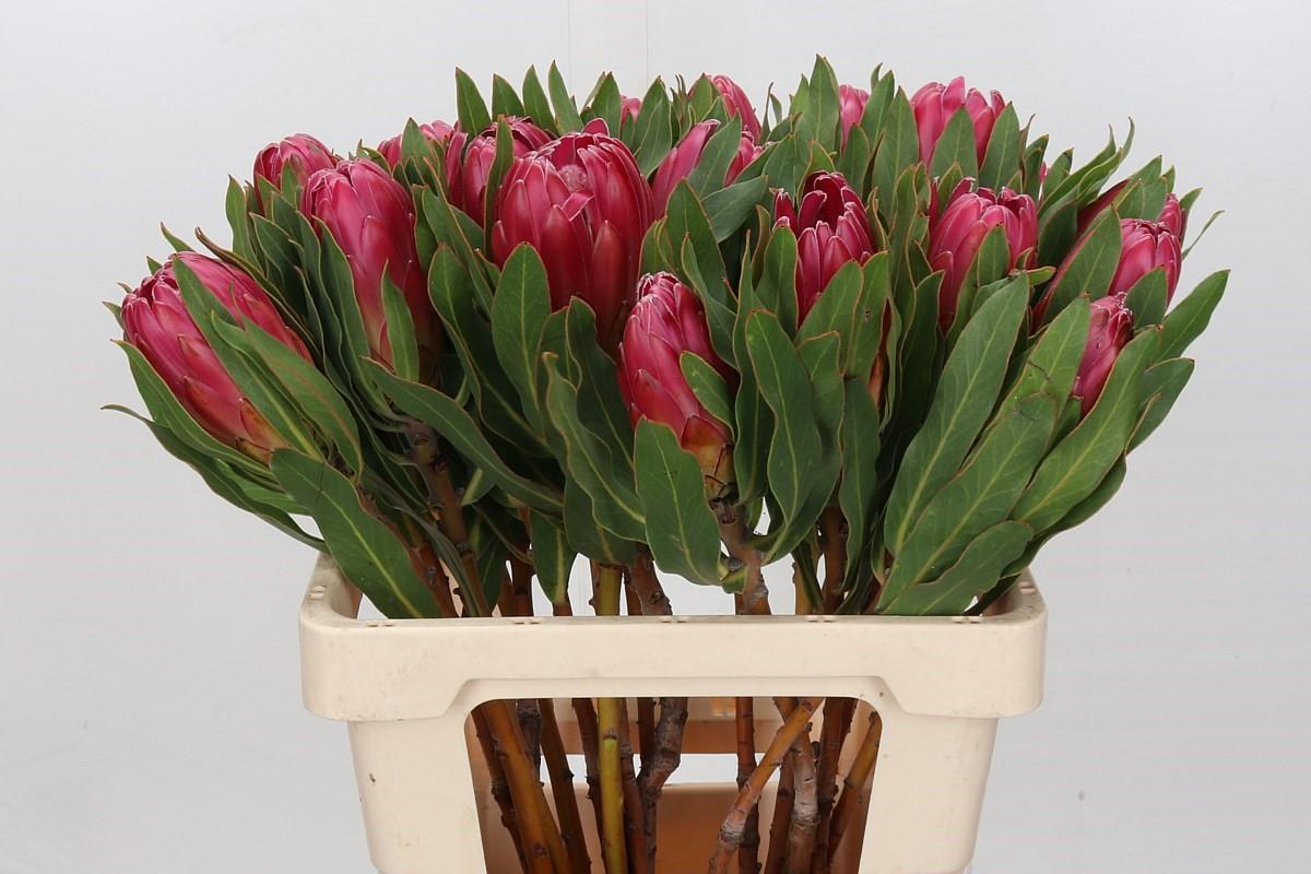 Срезанные цветы оптом Protea brenda от 5шт из Голландии с доставкой по России