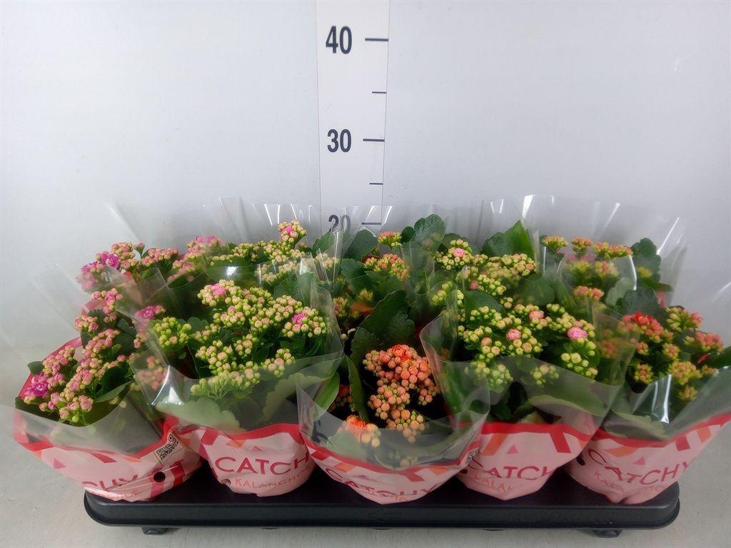 Горшечные цветы и растения оптом Kalanchoe Blos.   ..rosebud Mix  5 от 10шт' из Голландии с доставкой по России
