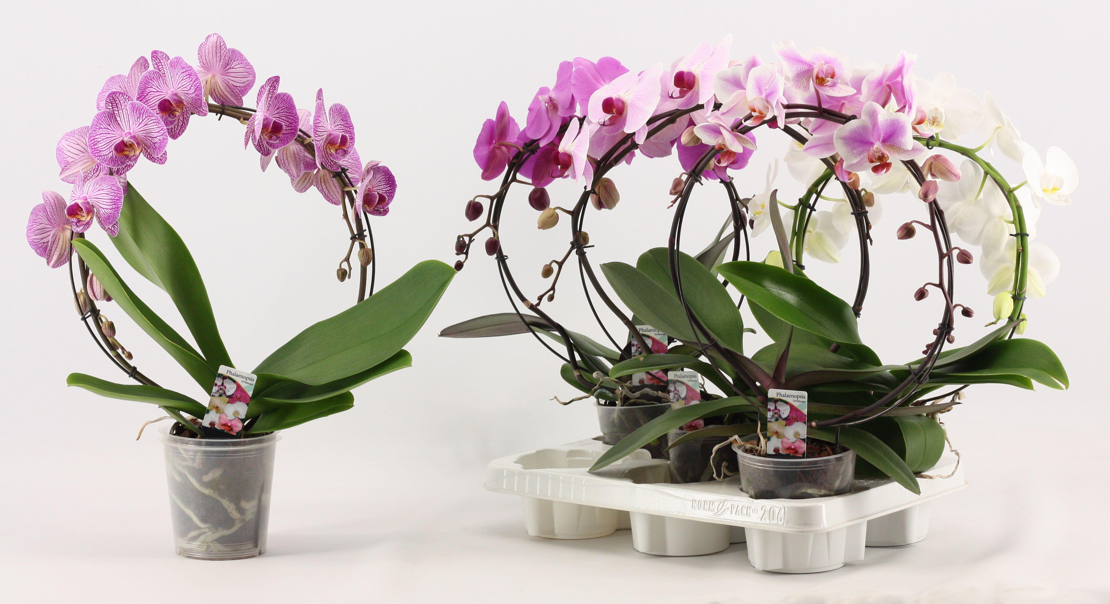 Горшечные цветы и растения оптом Phal Gem от 5шт''' из Голландии с доставкой по России