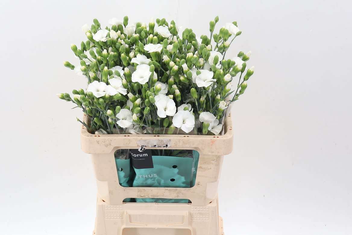 Срезанные цветы оптом Dianthus sp solandis calmfly от 60шт из Голландии с доставкой по России
