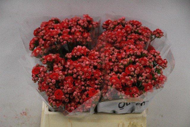 Срезанные цветы оптом Kalanchoe pretty red meadow от 20шт из Голландии с доставкой по России