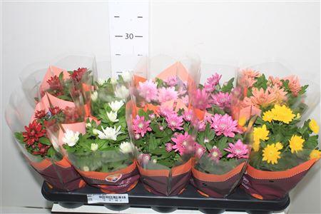 Горшечные цветы и растения оптом ** Chrys Gevuldbl Gem * Winter Promo * от 10шт из Голландии с доставкой по России