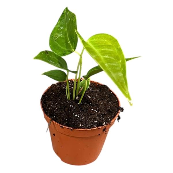 Горшечные цветы и растения оптом Anthurium Veitchii Narrow от 1шт (для телеги) из Голландии с доставкой по России