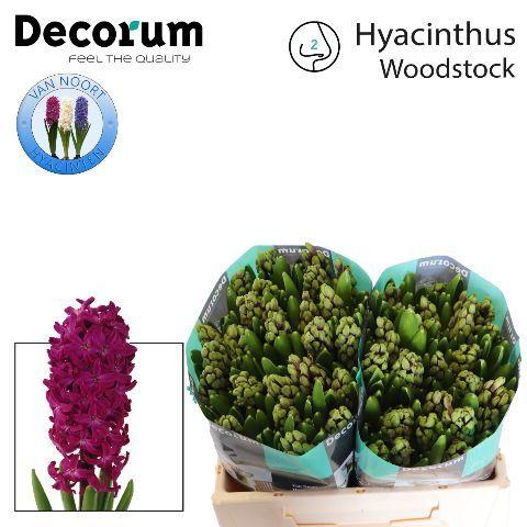 Срезанные цветы оптом Hyacinthus woodstock от 50шт из Голландии с доставкой по России
