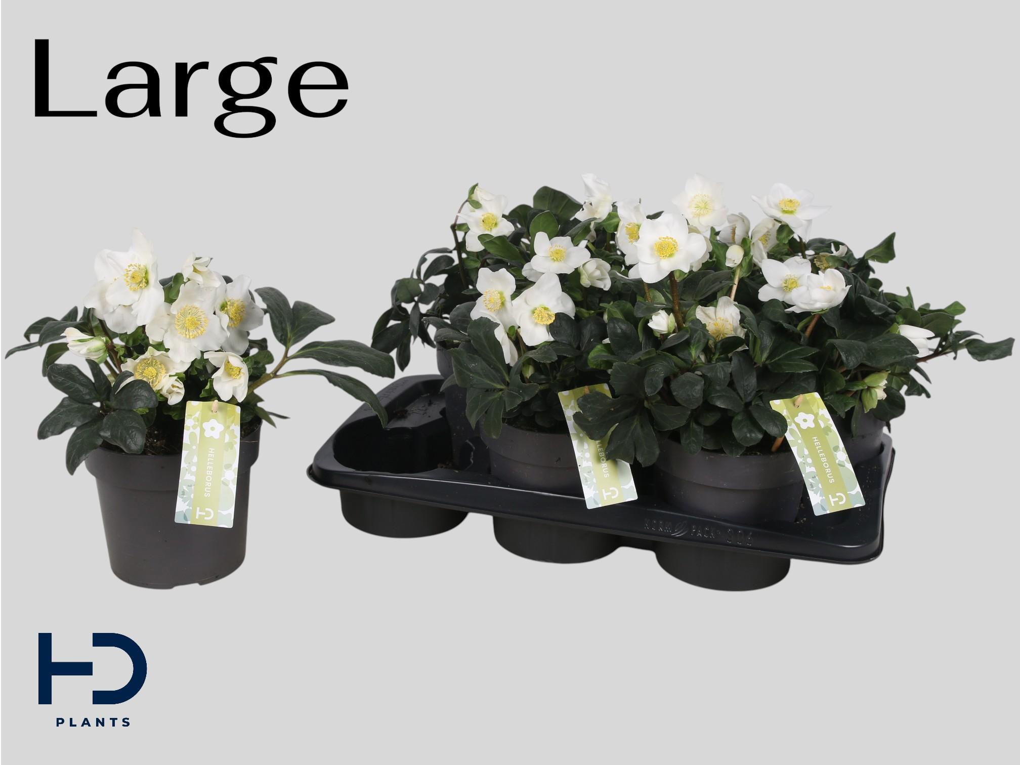 Горшечные цветы и растения оптом Hell Ni Chr Carol от 6шт из Голландии с доставкой по России