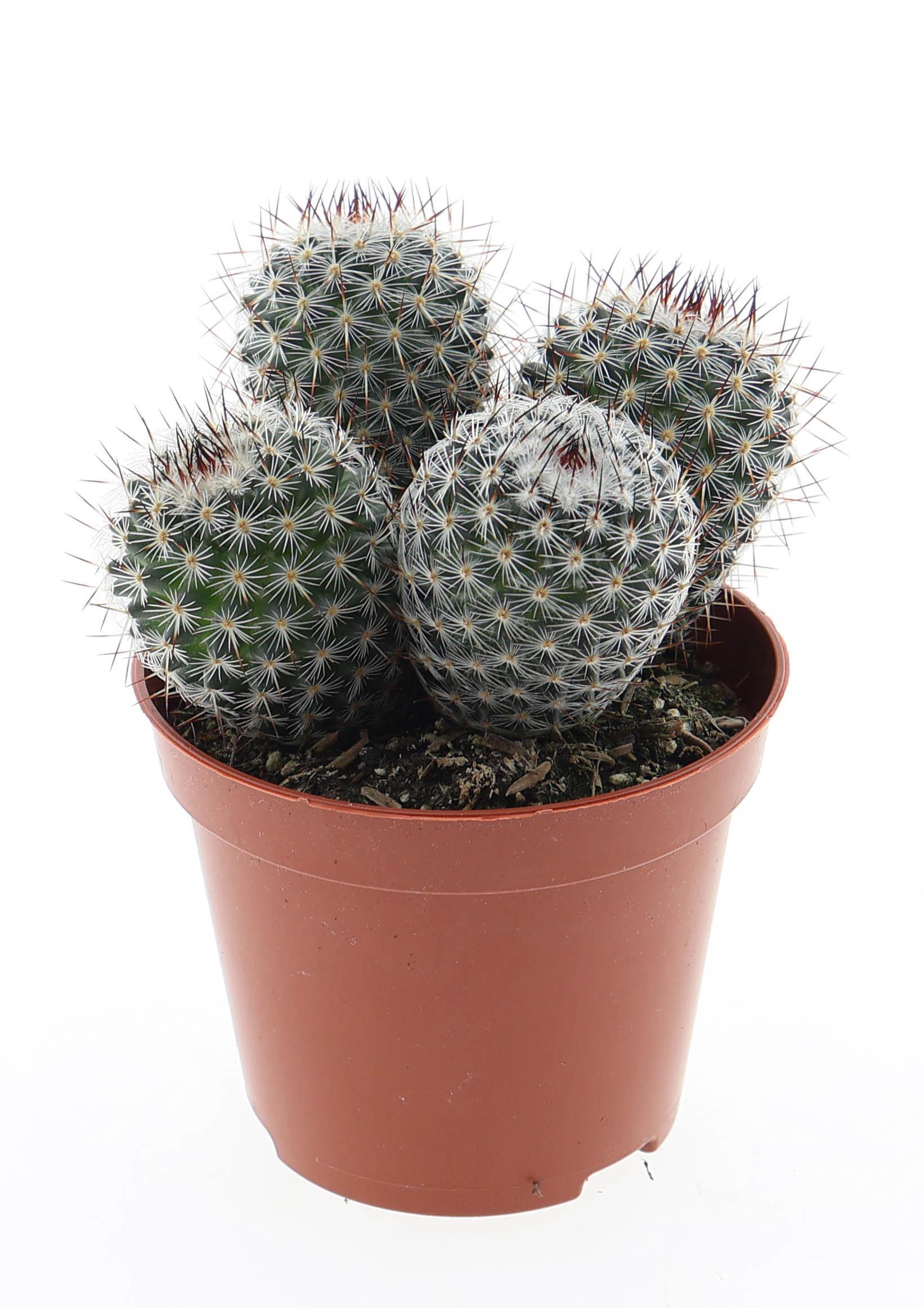 Горшечные цветы и растения оптом Mammillaria Elegans от 12шт (для телеги) из Голландии с доставкой по России