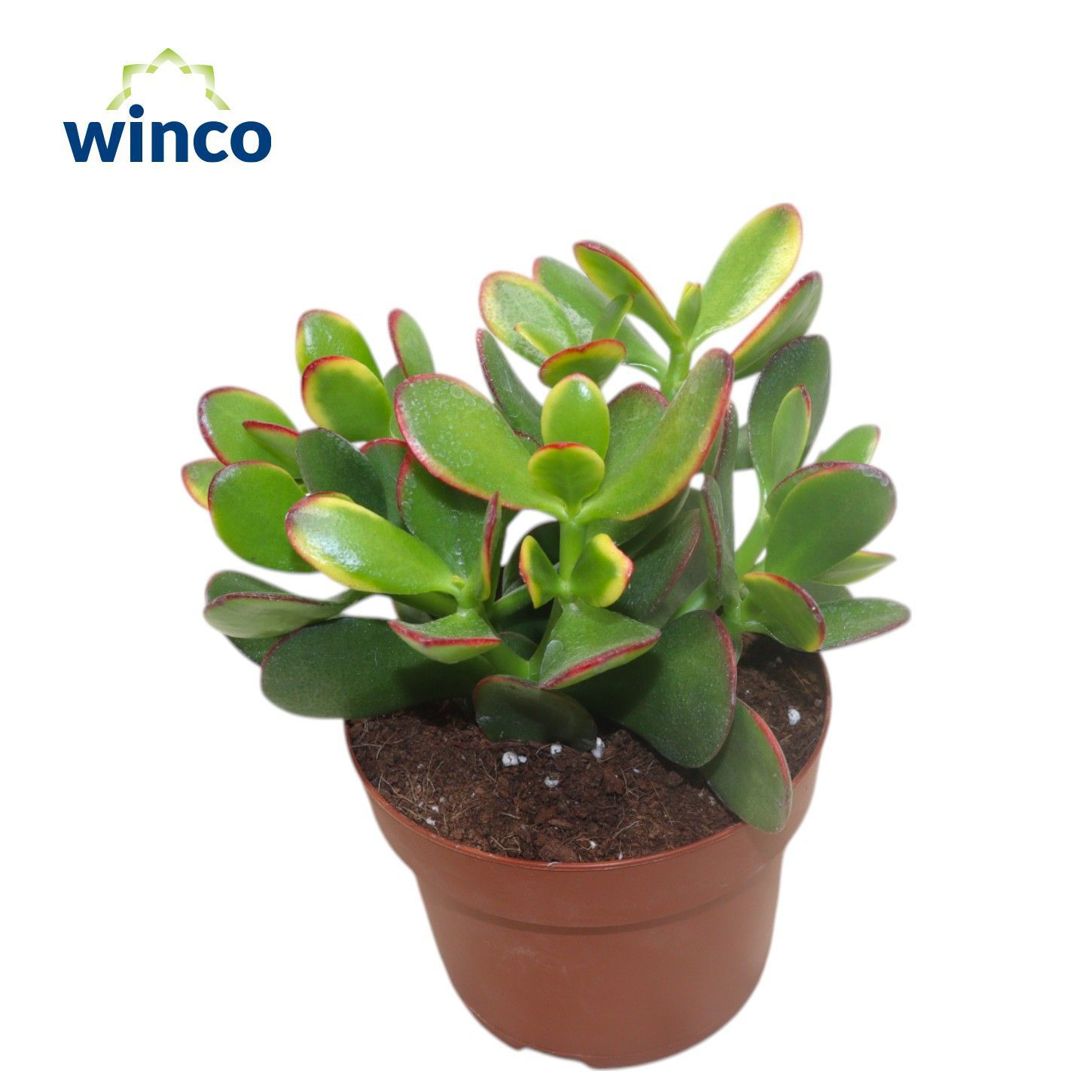Горшечные цветы и растения оптом Crassula Sunset от 8шт из Голландии с доставкой по России