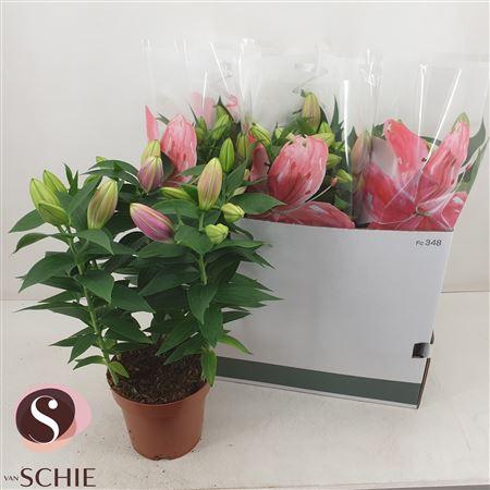 Горшечные цветы и растения оптом Lil Or Reeleeze 5 Branche Rijpte 2-3 от 5шт из Голландии с доставкой по России