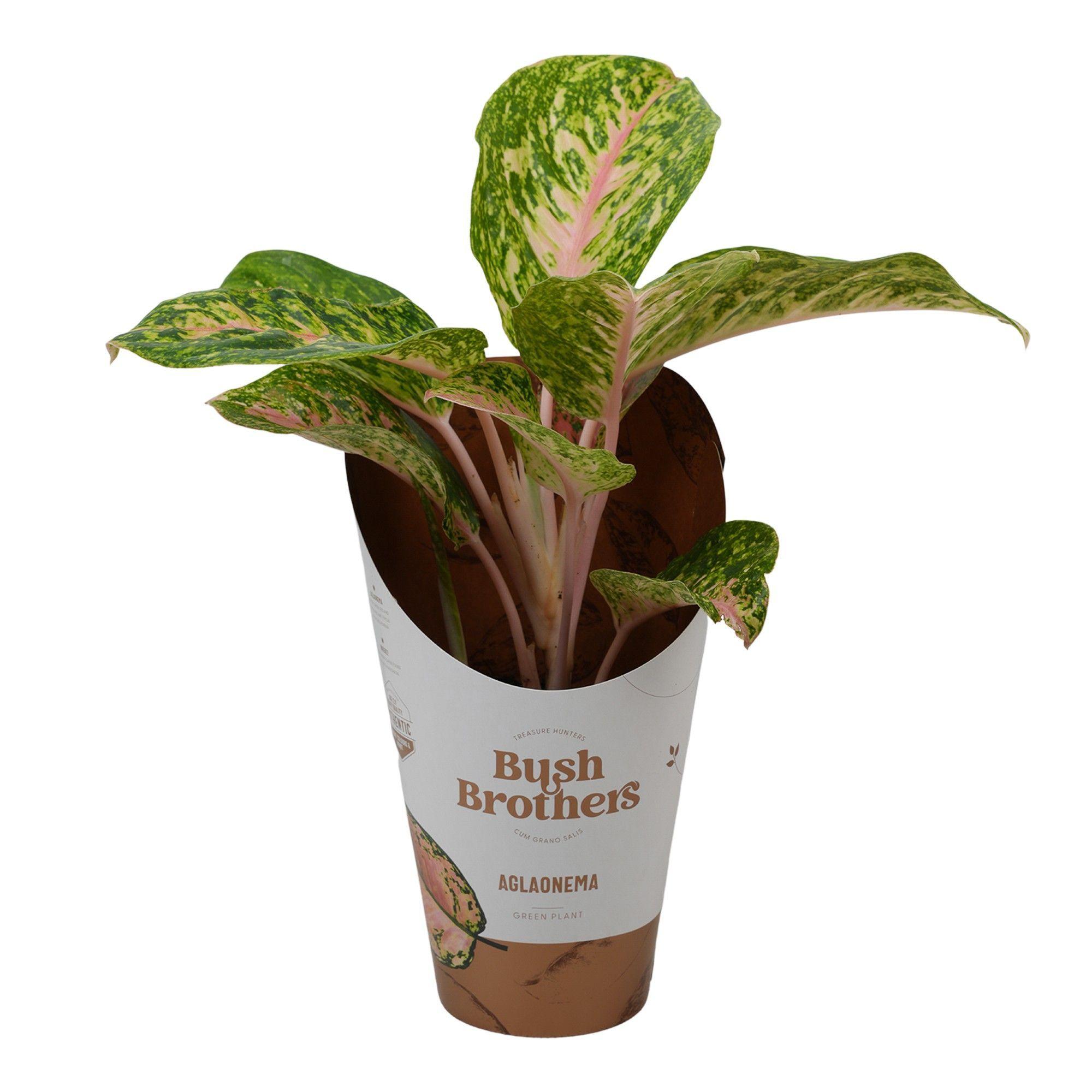 Горшечные цветы и растения оптом Aglaonema Pink Dark Star от 6шт из Голландии с доставкой по России