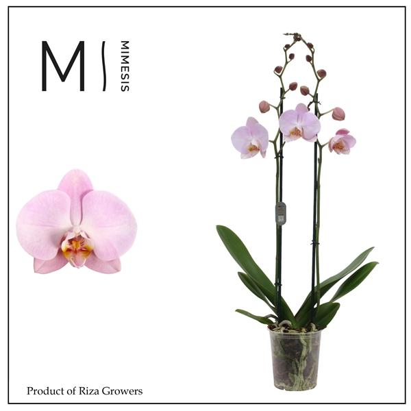 Горшечные цветы и растения оптом Phalaenopsis Rhone 2 Spike - 12cm | Mimesis от 10шт из Голландии с доставкой по России