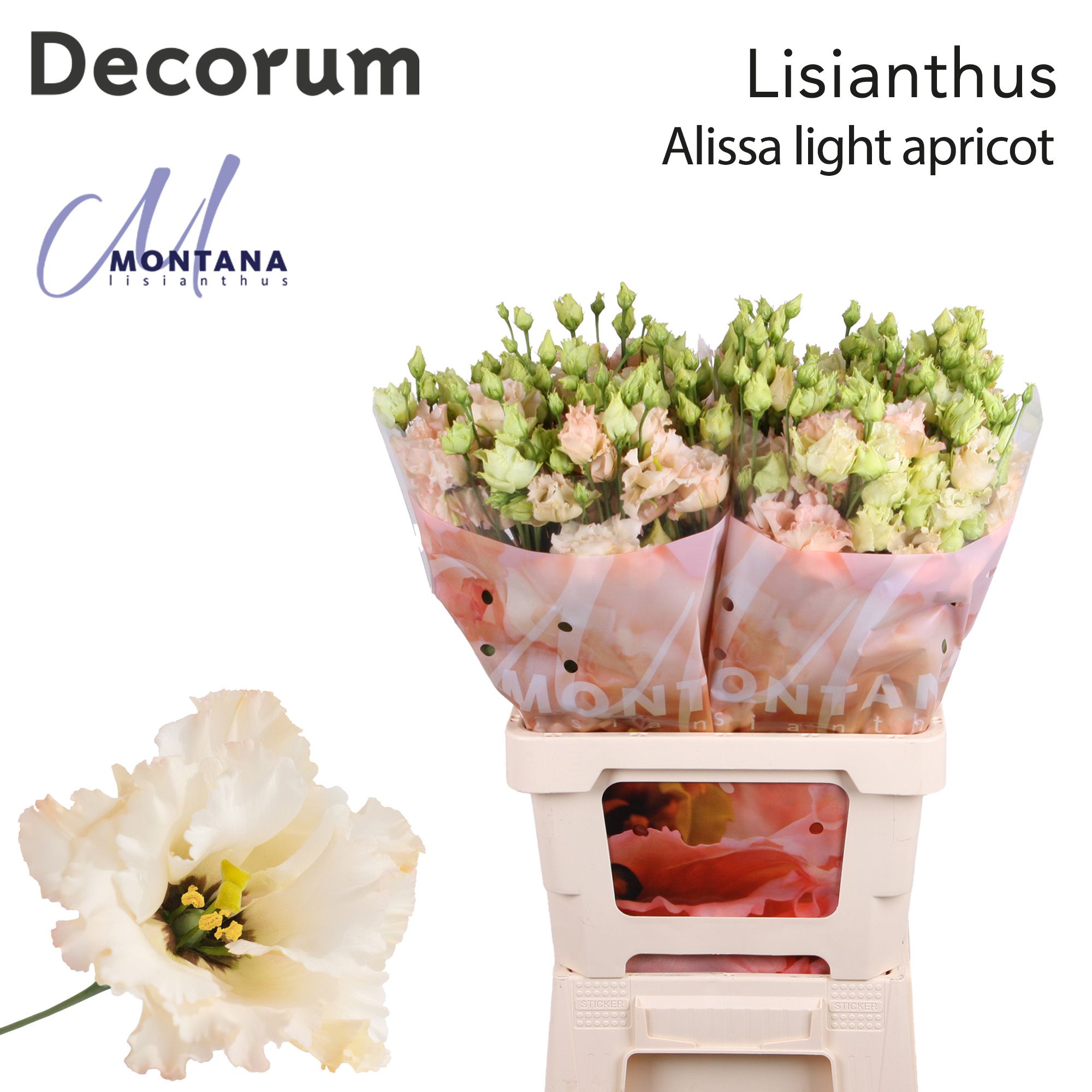 Срезанные цветы оптом Lisianthus do alissa light apricot от 20шт из Голландии с доставкой по России