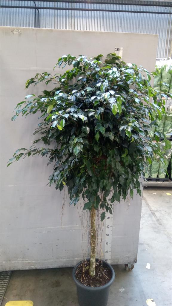Горшечные цветы и растения оптом Ficus Benja. danielle от 1шт из Голландии с доставкой по России