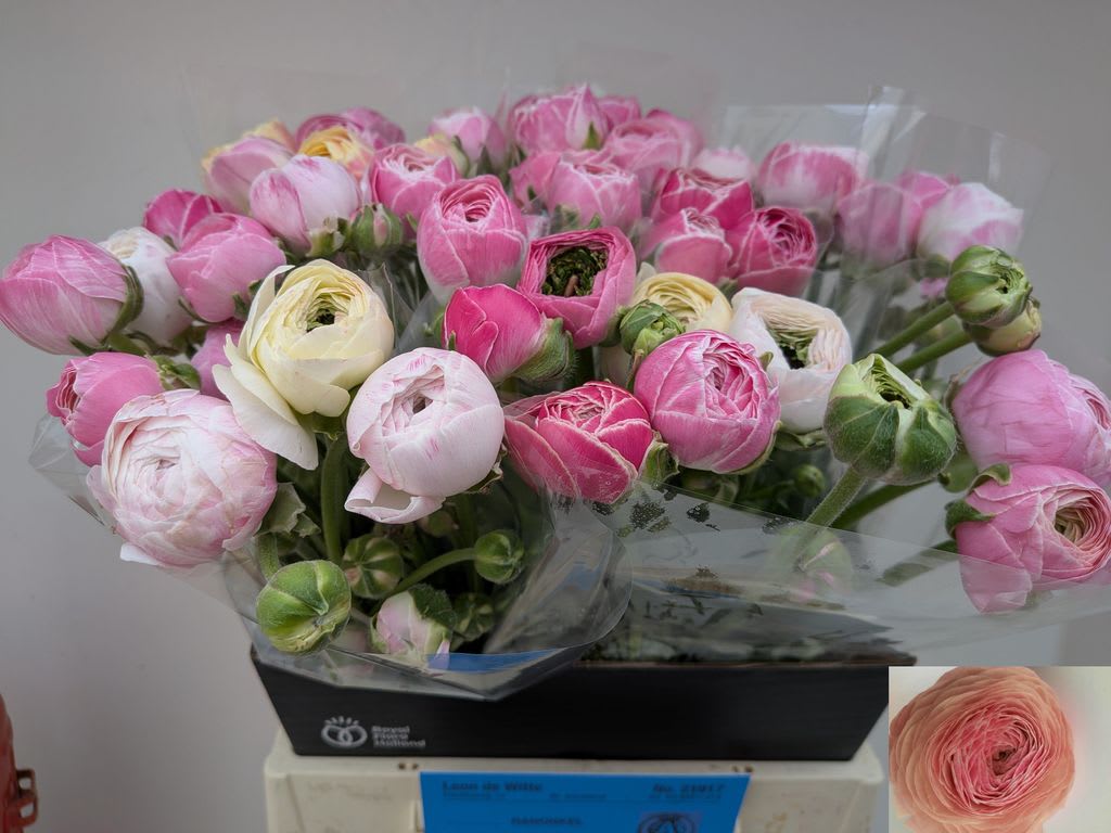 Срезанные цветы оптом Ranunculus aazur porcelaine от 40шт из Голландии с доставкой по России