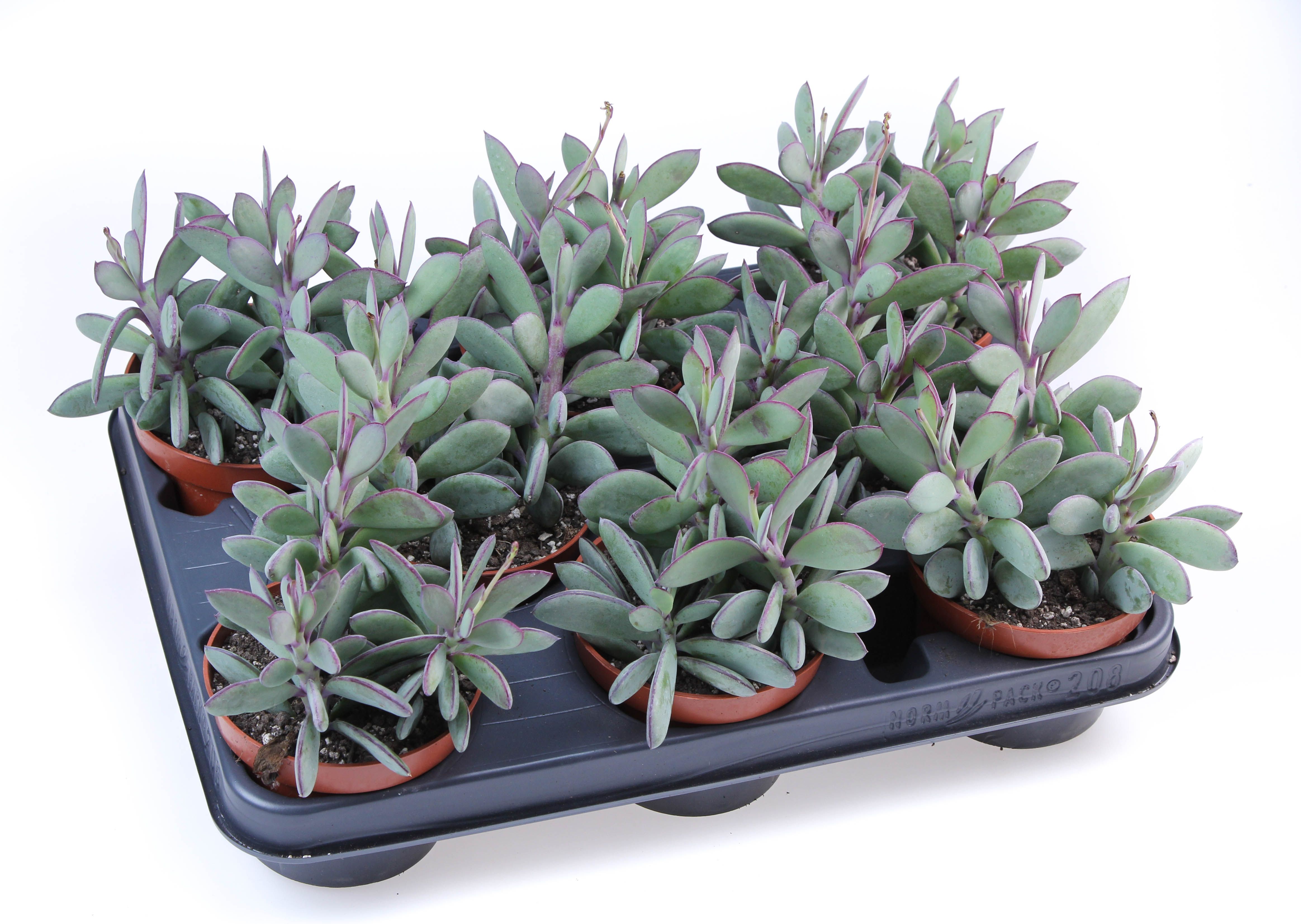 Горшечные цветы и растения оптом Senecio Crasissimus от 8шт из Голландии с доставкой по России