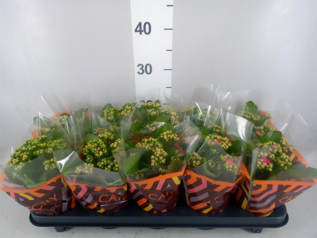 Горшечные цветы и растения оптом Kalanchoe Blos. rosdon Nando от 10шт из Голландии с доставкой по России
